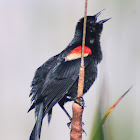 Red-winged Blackbird