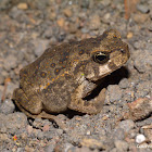 Small Toad