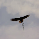 Red-tailed hawk with prey