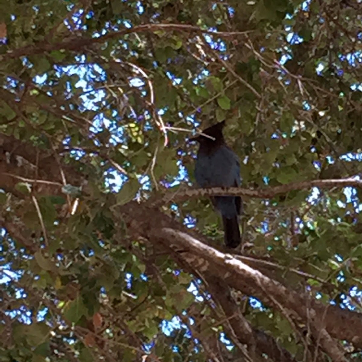 Steller Jay