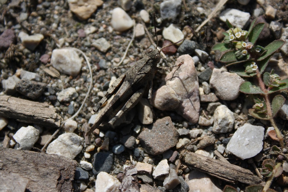 Blue-winged Grasshopper