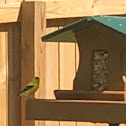 american goldfinch