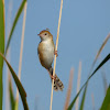 Golden-headed Cisticola