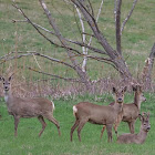 Whitetail Deer