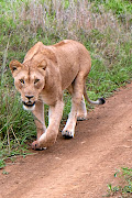 A lioness wanders along the road. 