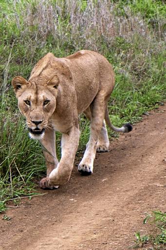 A lioness wanders along the road.