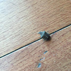 Brown Marmorated Stink Bug