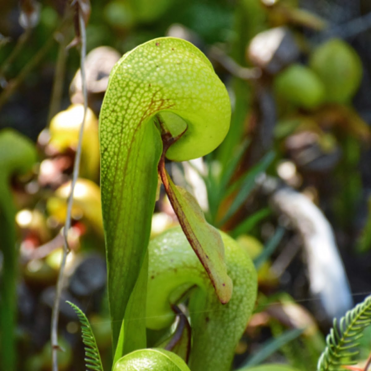 Pitcher Plant