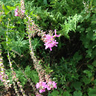 Purple Loosestrife