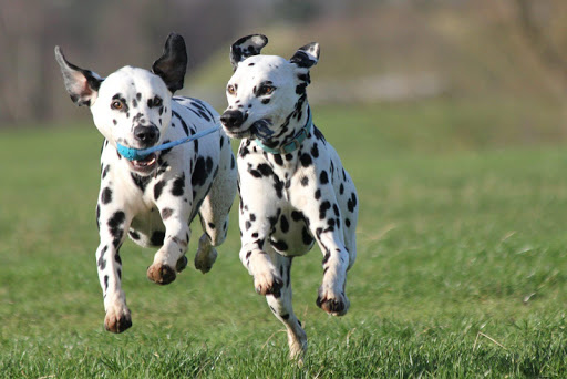 Dalmatian Dog Live Wallpaper