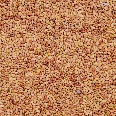 Organic - Alfalfa Seeds - 200 g