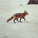 Red Fox