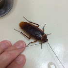 American cockroach