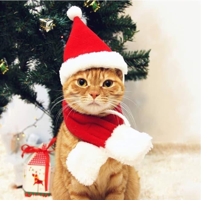 PETLESO Cat Santa Hat with Scarf