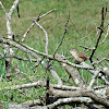 Carolina Wren