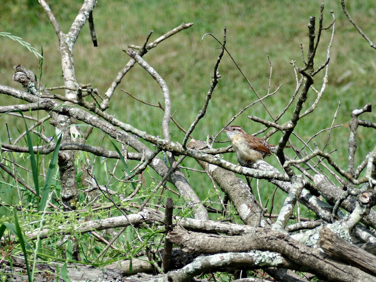 Carolina Wren