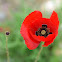 Common Poppy