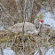 Sandhill Crane