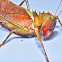 Dragon Headed Katydid