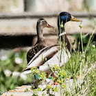 Mallard; Anade Real