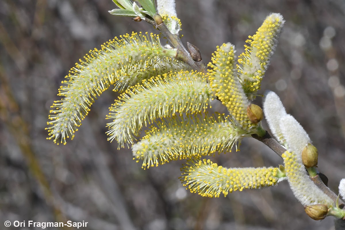 arroyo willow