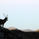 Scottish red deer