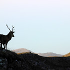 Scottish red deer