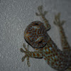 Tokay Gecko