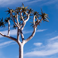 La Aloe Dichotoma di 