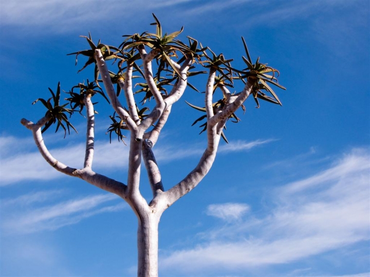 La Aloe Dichotoma di leorol