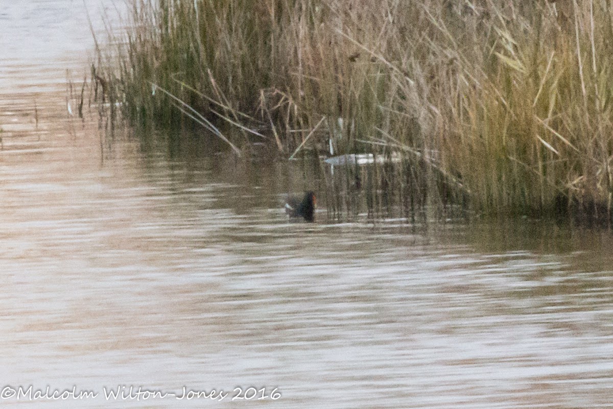 Moorhen