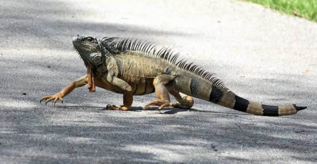 iguana