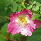 Alpine Rose