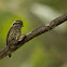 Speckled Piculet