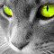 Item logo image for Cat (Sielena theme)