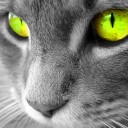 Cat (Sielena theme) Chrome extension download