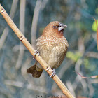 Scaly-breasted Munia / Spotted Munia