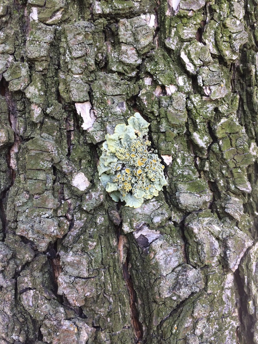 Sunburst lichen