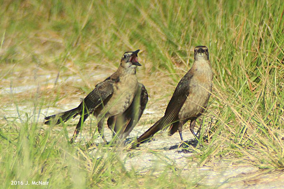 Boat-tailed Grackle