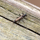 Small Winter Stonefly (Male)