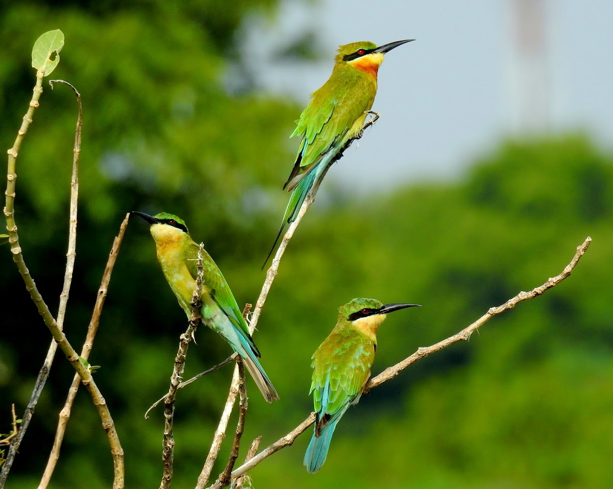 The blue-tailed bee-eater