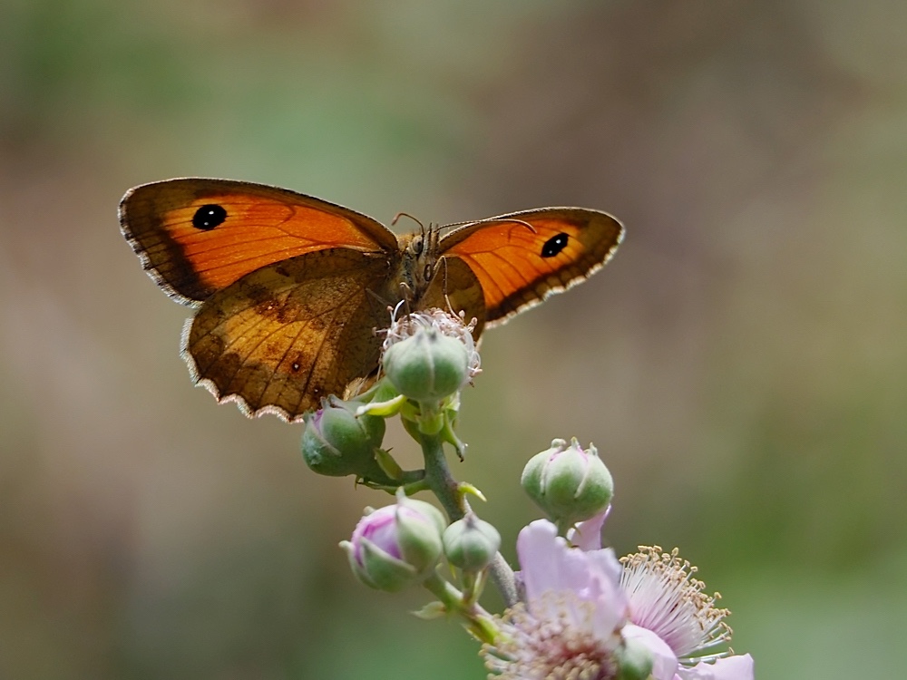 Mariposa (Gatekeeper)