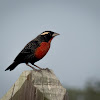 White-browed Blackbird