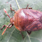 Longan stink bug