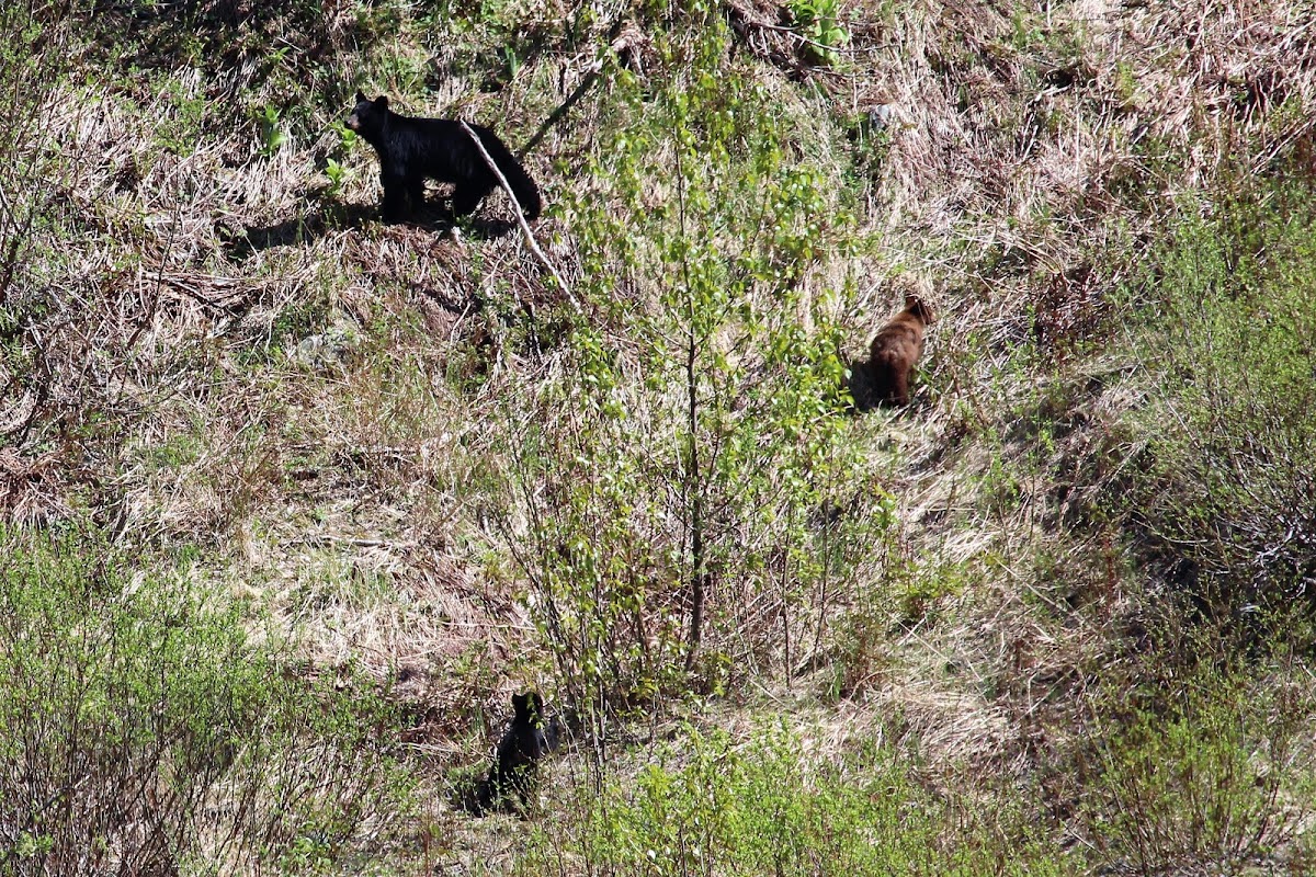 American Black Bears (3)