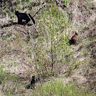 American Black Bears (3)