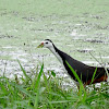 White-breasted Waterhen