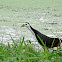 White-breasted Waterhen