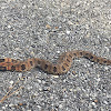 Eastern Hognose