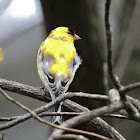 American goldfinch